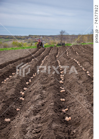 Potatoes in boxes for planting. Planting potatoes on his land in the village. 74577922