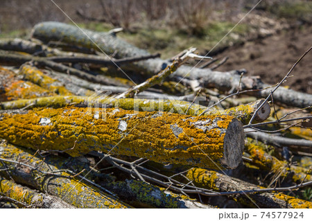 Yellow lichen on tree branches, cut tree struck by parasitic moss. 74577924