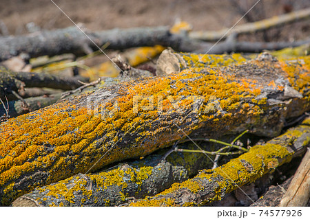 Yellow lichen on tree branches, cut tree struck by parasitic moss. 74577926