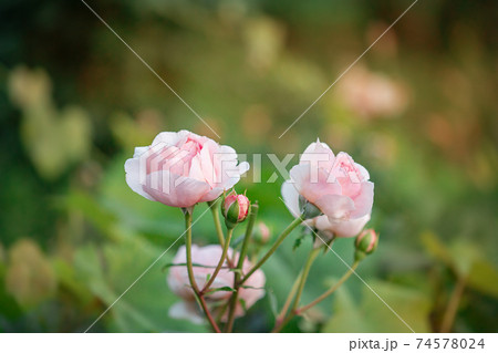 Beautiful roses in the garden, growing different varieties of flowers. Beautiful roses in the garden, growing different varieties of flowers. 74578024