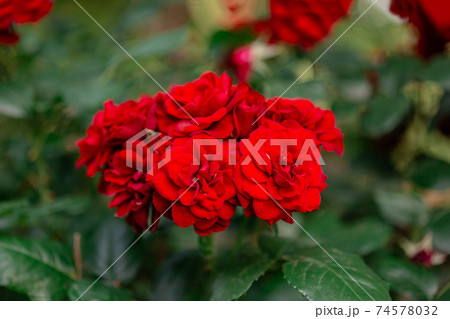 Beautiful roses in the garden, growing different varieties of flowers. Beautiful roses in the garden, growing different varieties of flowers. 74578032