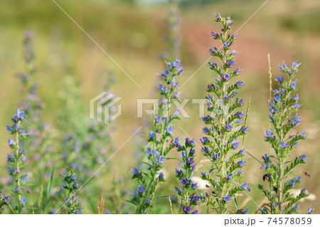 Beautiful wildflowers on a green meadow. Warm summer day. Beautiful wildflowers on a green meadow. Warm summer day. 74578059