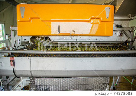 Process Of Crushing The Grapes In Winemaking. 74578083