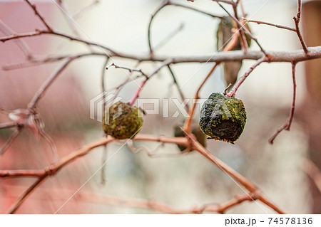 Apple tree without leaves and with fruit in winter. Seasonal natural scene. 74578136