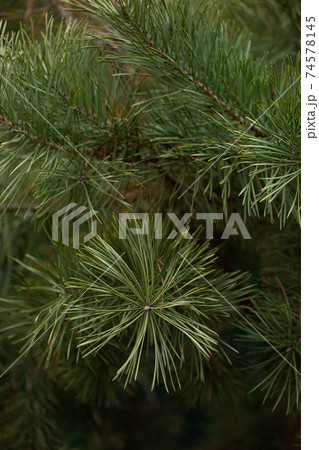 Green spruce close up framing open copy space with new spring growth and pine cones. Christmas concept. 74578145