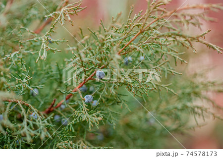Background of the shrub of juniper at selective focus. Background of the shrub of juniper at selective focus. 74578173