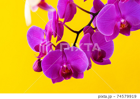 Purple orchid flowers on bright yellow background Purple orchid flowers on bright yellow background 74579919