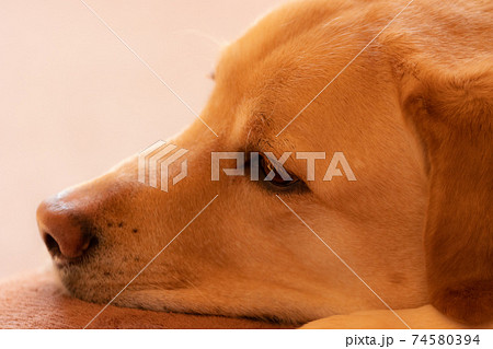 ペット ラブラドールレトリバー イエロー 室内犬 の写真素材