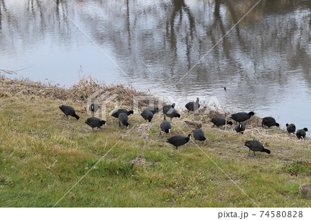 冬の河川敷で餌をついばむオオバンの群れ 74580828