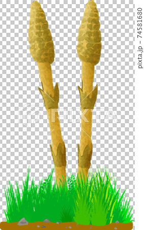 可愛い手描きのつくしのイラスト素材