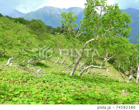 南アルプス・北荒川岳 南アルプス・北荒川岳 74582380
