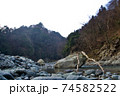 冬の早朝の道志川と大岩（野呂ロッジキャンプ場） 74582522