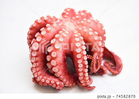 Octopus isolated on white background, Boiled whole octopus tentacles seafood squid cuttlefish. 74582870