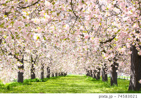 信州 小布施 ヤエザクラ並木 信州 小布施 ヤエザクラ並木 74583021