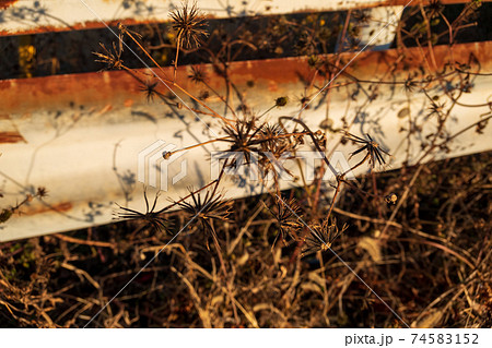 ひっつき虫 ひっつき虫 74583152