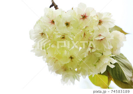 ギョイコウ　緑色の桜 74583189