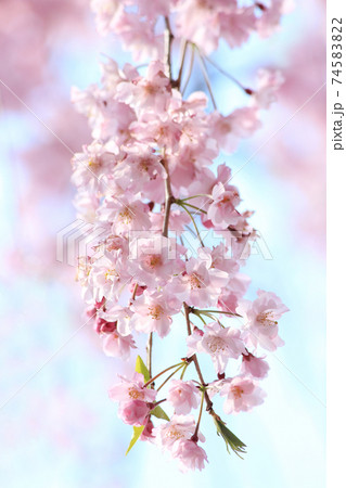 桜　ヤエベニシダレ 74583822
