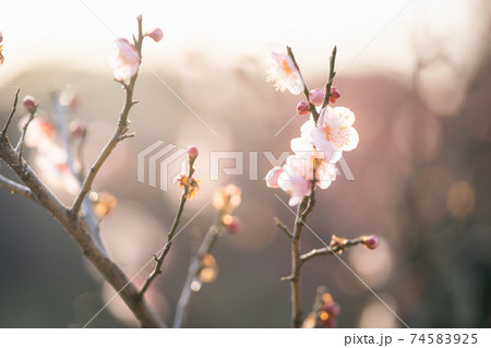 梅の花 74583925