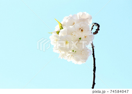 白いヤエザクラ　白妙 74584047