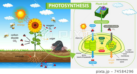 Diagram showing process of photosynthesis in plant Diagram showing process of photosynthesis in plant 74584296