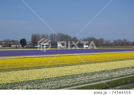 オランダ　春 74584359