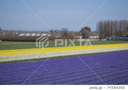 オランダ 春 オランダ 春 74584360