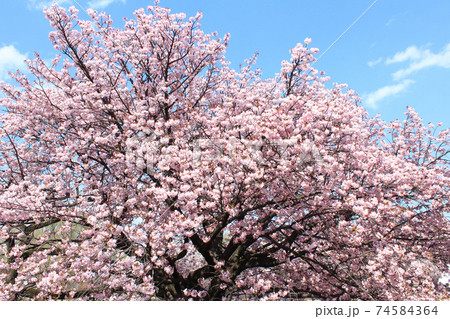 ヤエザクラ　一葉　イチヨウ 74584364