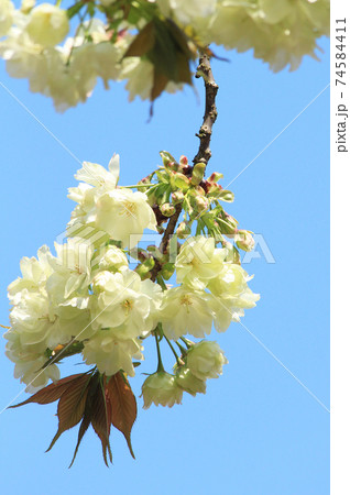 ヤエザクラ ウコン 鬱金桜の写真素材