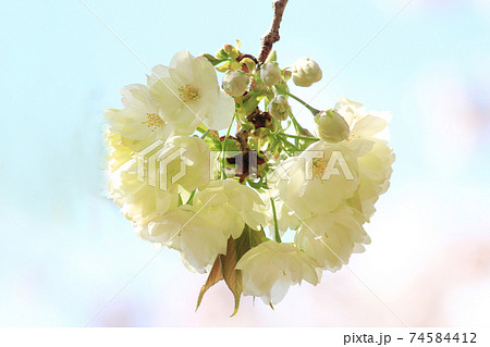 ヤエザクラ ウコン 鬱金桜 ヤエザクラ ウコン 鬱金桜 74584412