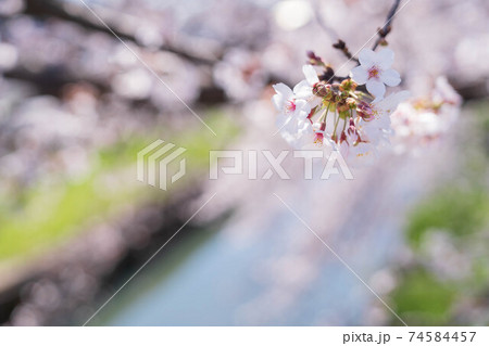 桜 74584457