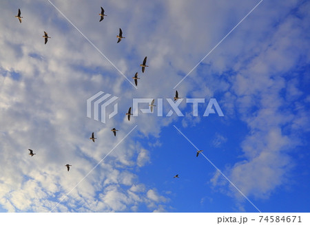 伊豆沼の朝の飛び立ち 74584671