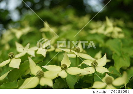 春・ヤマボウシの白い総苞と花蕾2 春・ヤマボウシの白い総苞と花蕾2 74585095