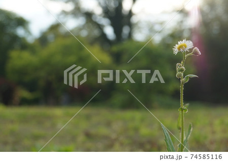 春に見かけるハルジオン 貧乏草 右寄りの写真素材