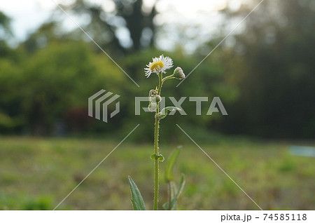 春に見かけるハルジオン 貧乏草 中央の写真素材