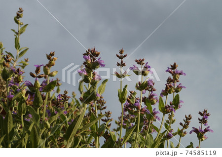 春紫の花ハーブのセージ暗い雲に立ち向かうの写真素材