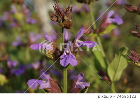 紫の花ハーブ セージのアップの写真素材