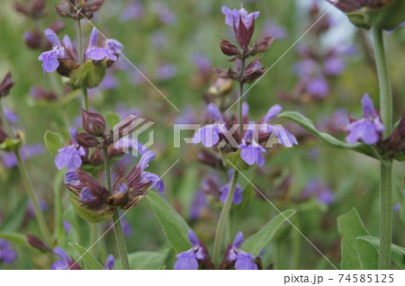 紫の花鮮やかなハーブ セージの写真素材