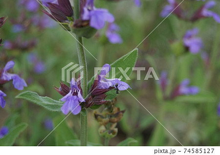 初夏のハーブ セージ 紫の花に蟻がの写真素材