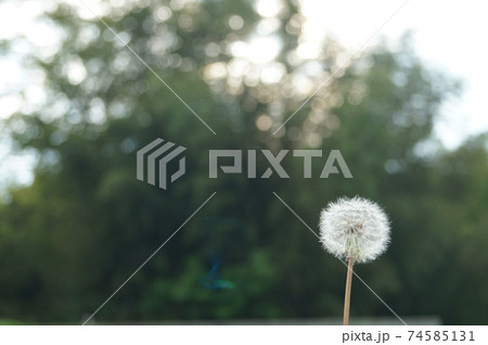 春の花タンポポ綿毛綺麗な丸 右寄せの写真素材 春の花タンポポ綿毛綺麗な丸 右寄せの写真素材