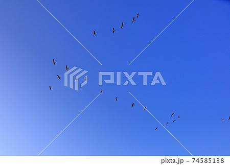 伊豆沼の朝の飛び立ち 74585138