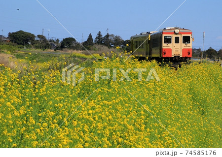 いすみ鉄道と菜の花 74585176