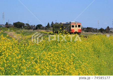 いすみ鉄道と菜の花 74585177