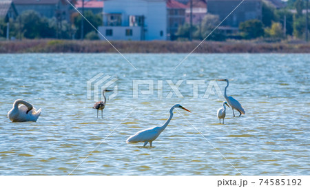 Graceful water birds, white Swan and white and grey herons swimming in the lake. 74585192