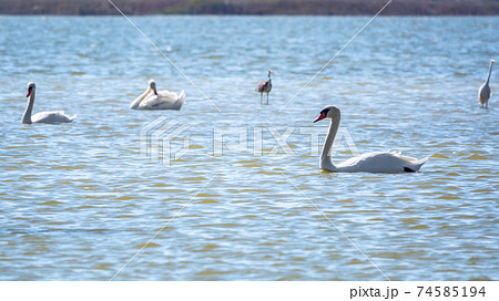Graceful water birds, white Swan and white and grey herons swimming in the lake. 74585194