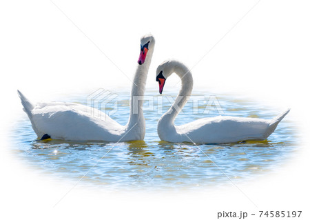 Two Graceful white Swans swimming in the lake, isolated on white background. Mating games of a pair of white swans. Swans swimming on the water in nature. Valentine's Day background Two Graceful white Swans swimming in the lake, isolated on white background. Mating games of a pair of white swans. Swans swimming on the water in nature. Valentine's Day background 74585197