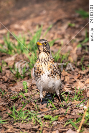 Fieldfare, Turdus pilaris, on a sprng lawn. Fieldfare, Turdus pilaris, on a sprng lawn. 74585201