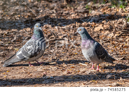 Mating games of a pair of pigeons Mating games of a pair of pigeons 74585275