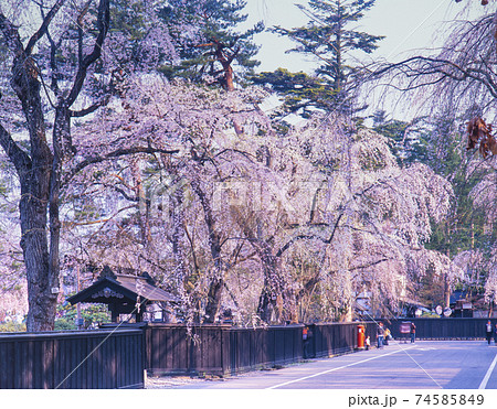 武家屋敷と桜 74585849