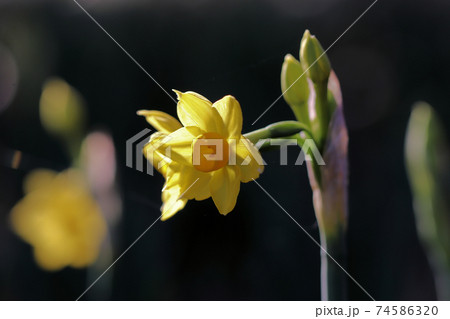 スイセンの花 スイセンの花 74586320