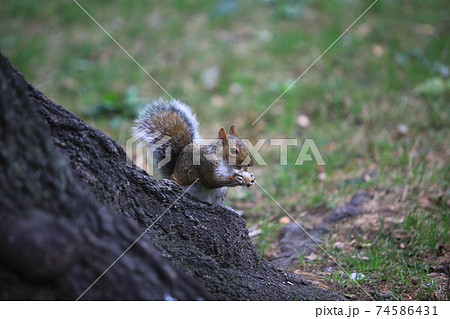Grey squirrel in central park 74586431